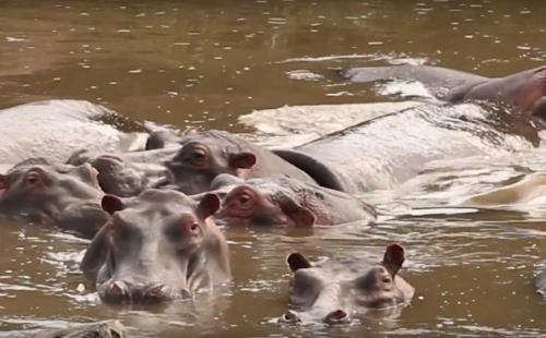 Hippos and the Mara River